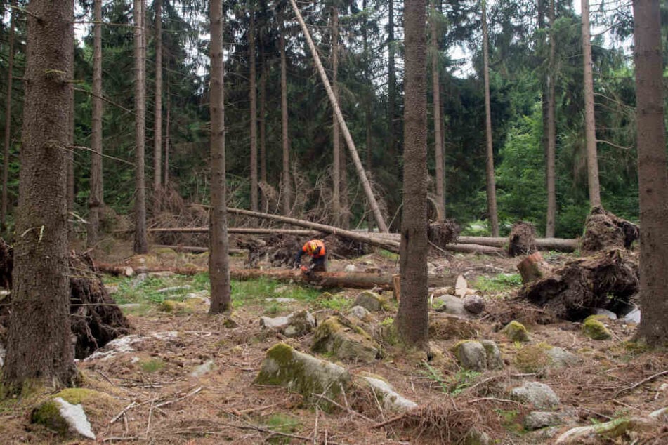 Nach den Stürmen im Herbst und Frühjahr gibt es viel Bruchholz in den Wäldern, das kommt den Schädlingen zugute.