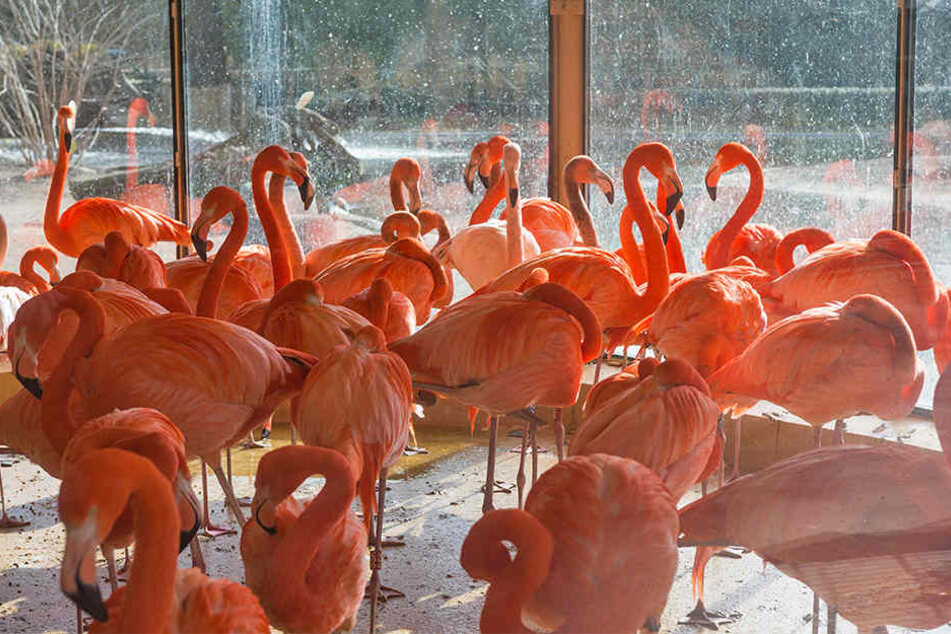 Vogelfrei ist etwas anderes: Für Flamingos und Pelikane können Eisflächen gefährlich sein.