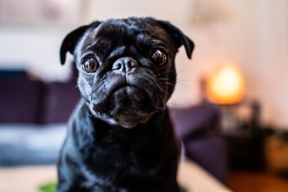Die Mops Hündin "Edda", jetzt umbenannt in "Wilma" sitzt im Wohnzimmer auf einem Tisch.