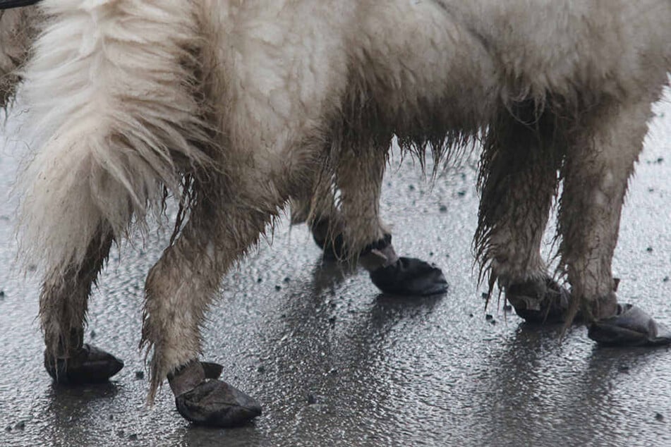 Schutzsocken sind das Beste im Winter - aber nicht nur wegen der Erfrierungen.