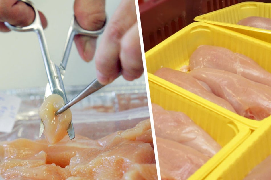 Wissenschaftler analysieren Hähnchen-Frischfleisch.