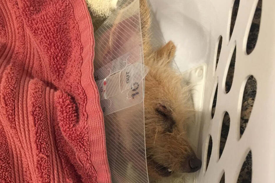 Chewy tauchte schwer gezeichnet wieder auf.