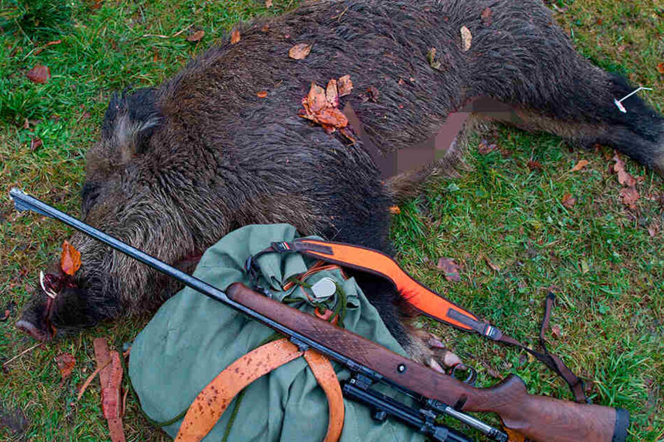 Ein geschossenes Wildschwein liegt neben einem Gewehr und einem Rucksack. Sachsen lässt mehr Wildschweine töten, um der Afrikanischen Schweinepest vorzubeugen.