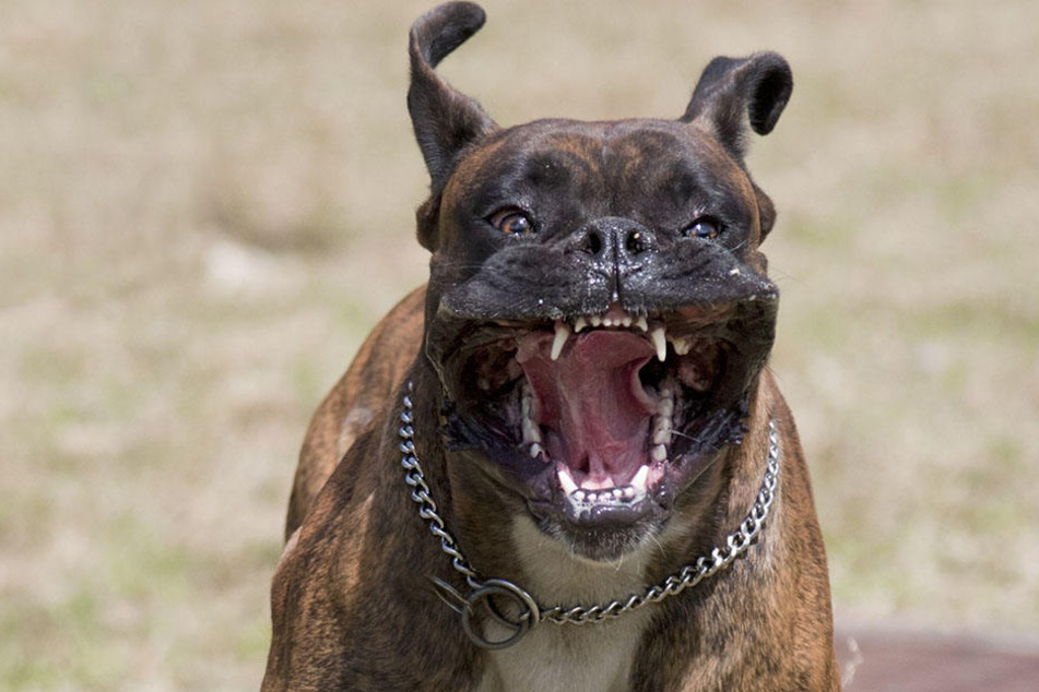 Einem Passanten biss der Hund in die Wade. Daraufhin erschoss ihn ein Polizist. (Symbolbild)