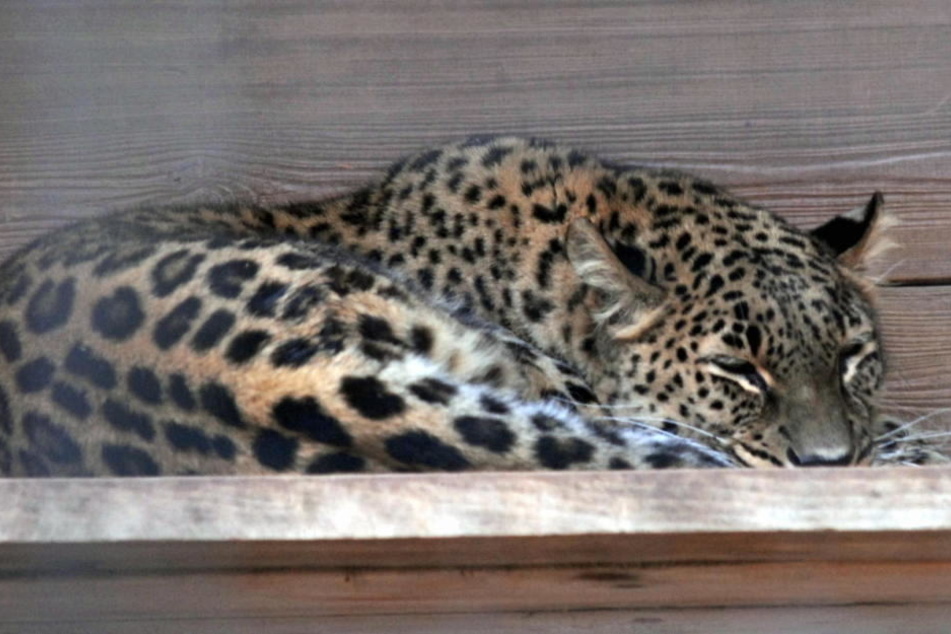 Leopardin Cleopatra griff im September einen Pfleger an. (Symbolbild)