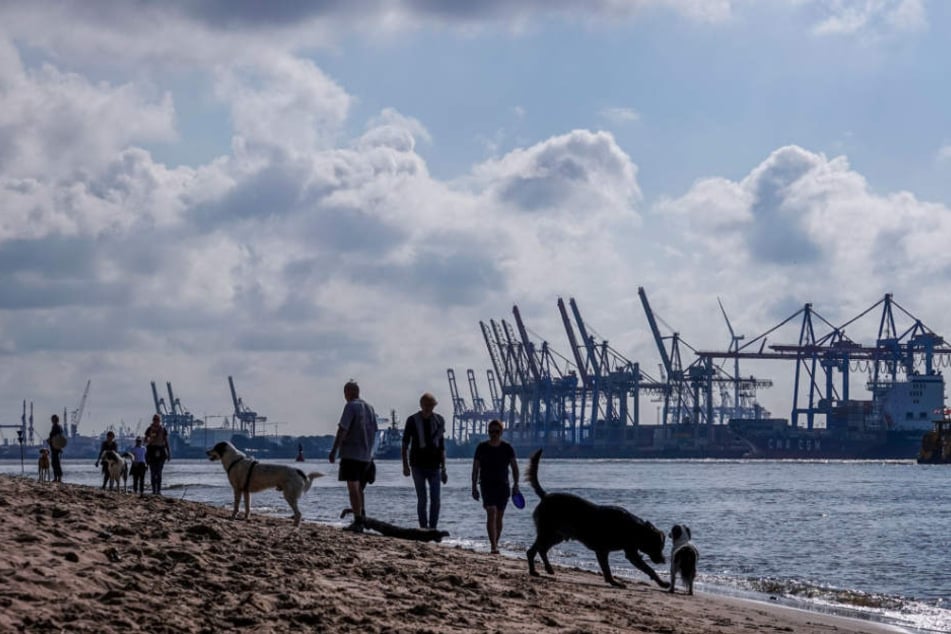 Am Elbstrand in Hamburg hat eine Spaziergängerin einen Toten gefunden (Symbolfoto).