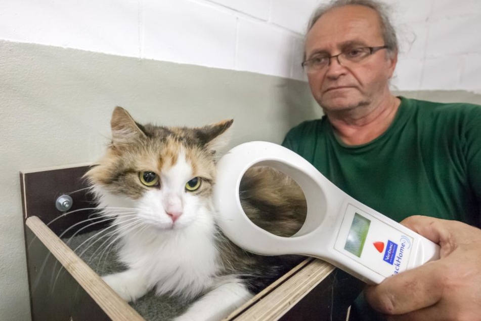Tierheimchef Jens von Lienen (59) liest mit einer Sonde den Chip einer Langhaarkatze.
