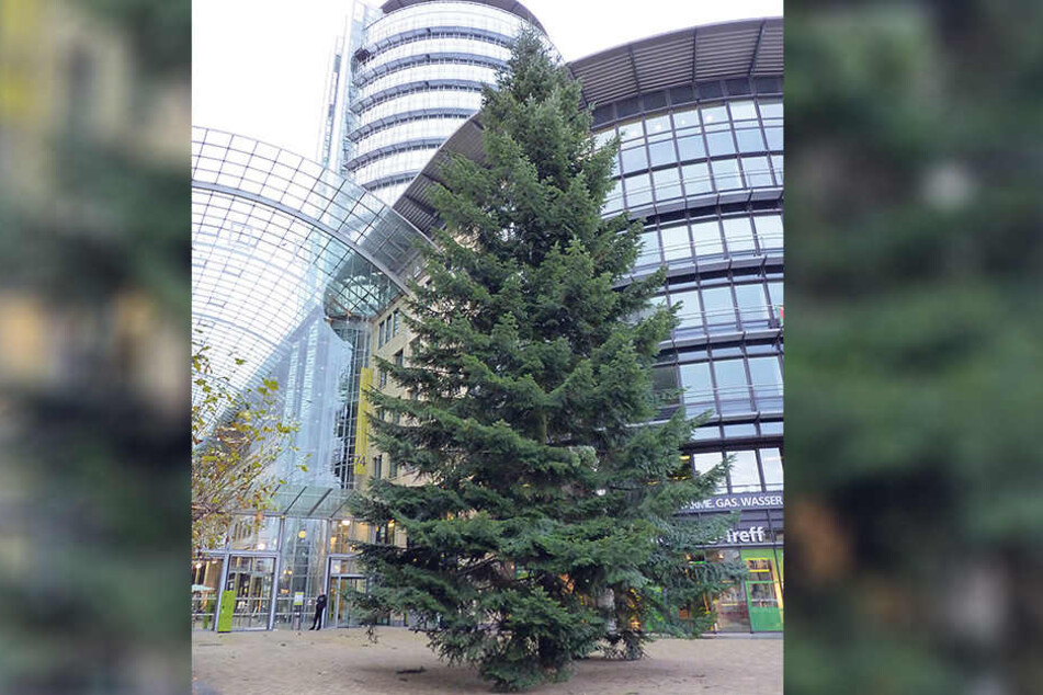 Vor dem WTC steht Dresdens größter (und schönster) Weihnachtsbaum.