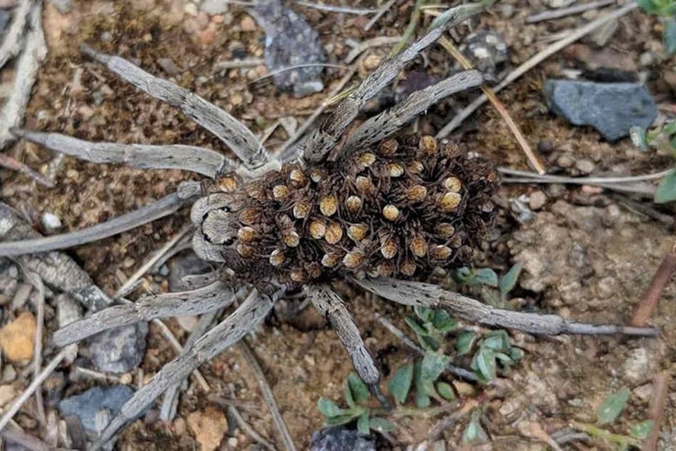 Die Spinne trug ihre Babys auf dem Rücken.
