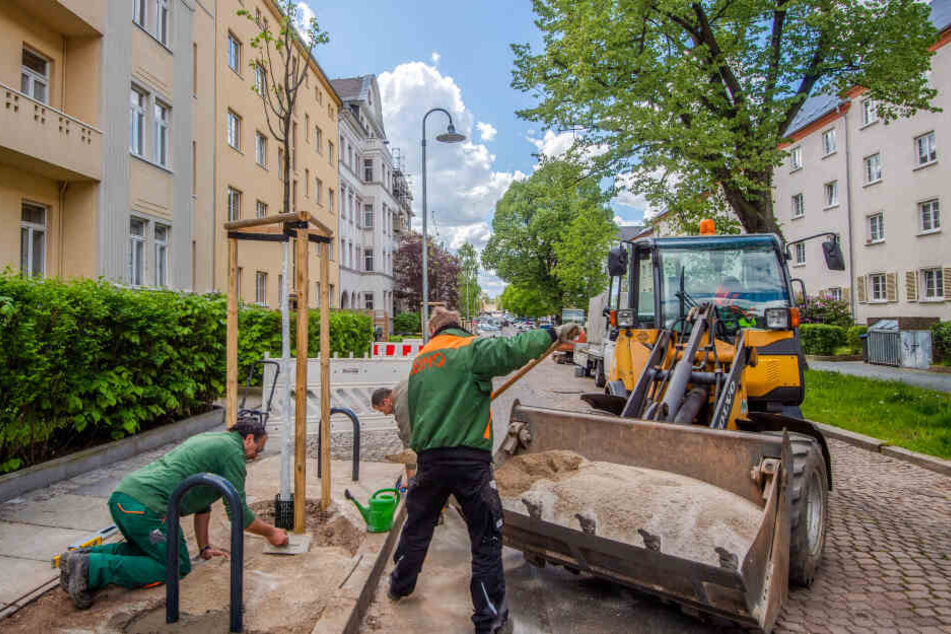Es grünt so grün in Chemnitz: Mitarbeiter des Grünflächenamts machten die Baumscheiben "stadtfest".