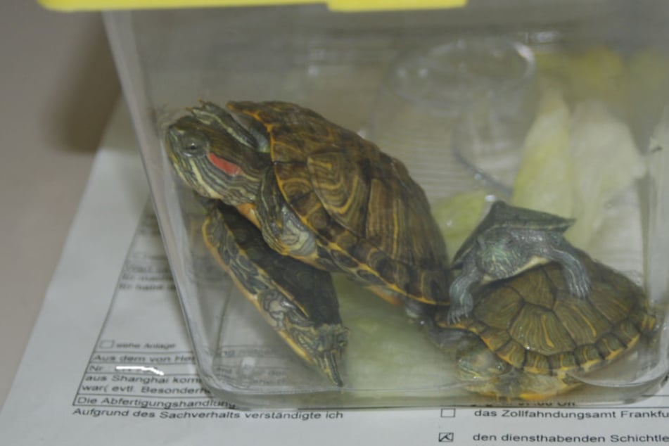 Diese drei kleinen Landschildkröten wurden im Handgepäck eines Reisenden gefunden.