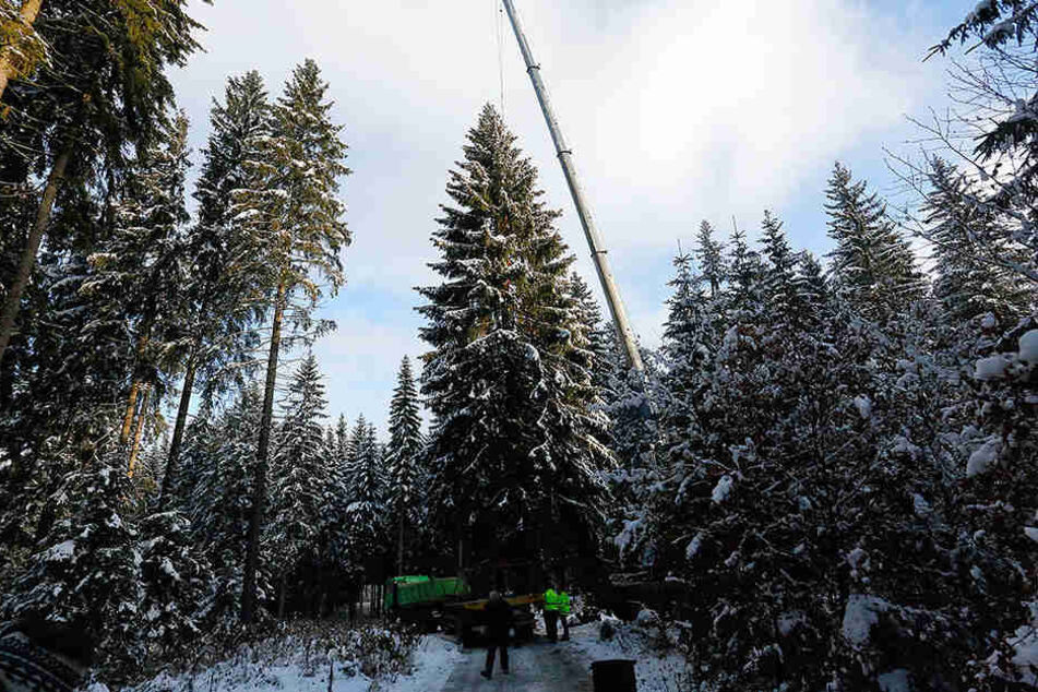 Sägen im Schnee: Am Samstagmorgen fällten Sachsenforst-Mitarbeiter im Revier Schöneck die Chemnitzer Fest-Fichte.