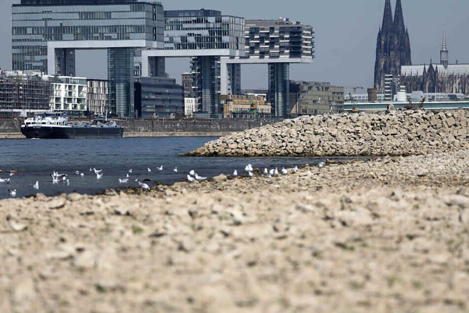 Zurzeit beträgt der Wasserstand des Rheins bei Köln nur rund 1,30 Meter (Symbolbild).