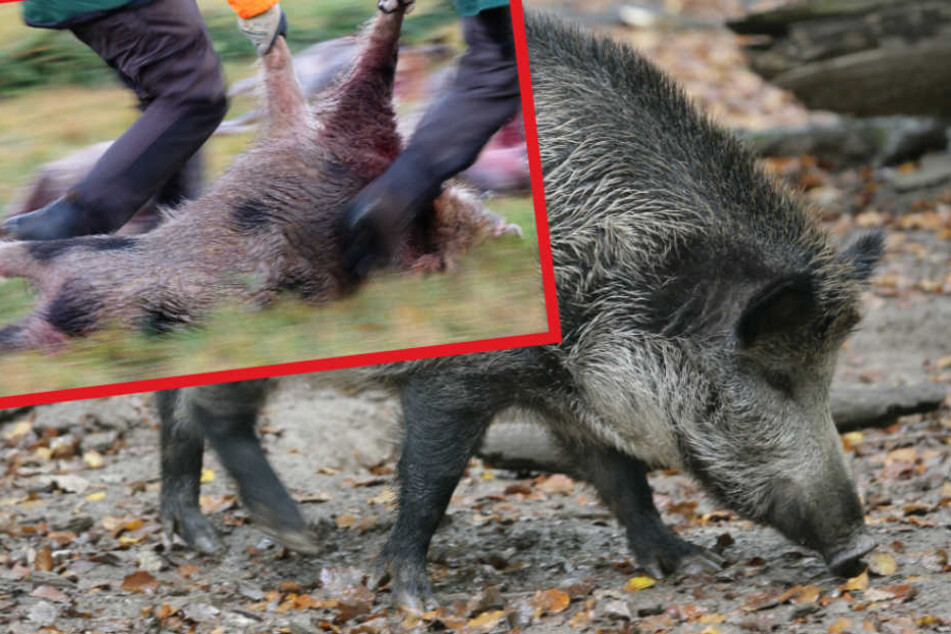 Das wild gewordene Tier wurde schließlich erschossen (Symbolfoto).