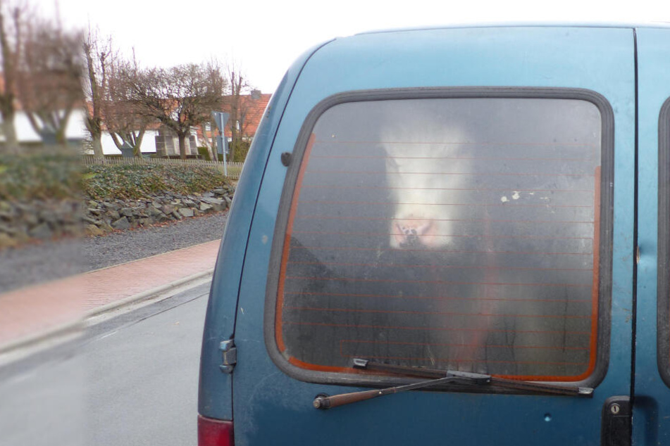 Nanu, wer ist denn da?