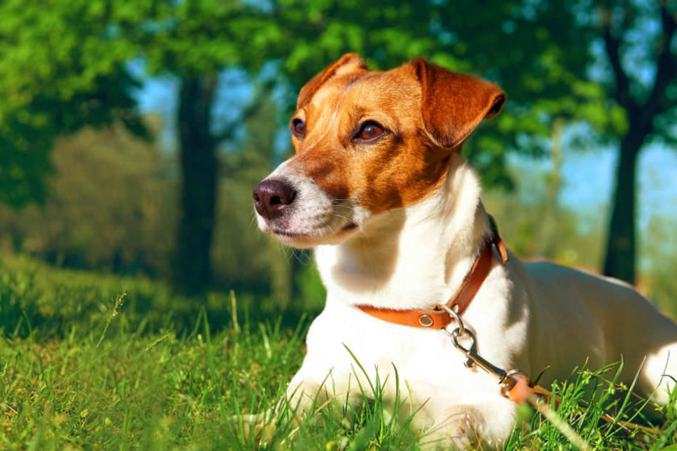 In Dargun wurde ein Jack Russell Terrier angeschossen. (Symbolbild)