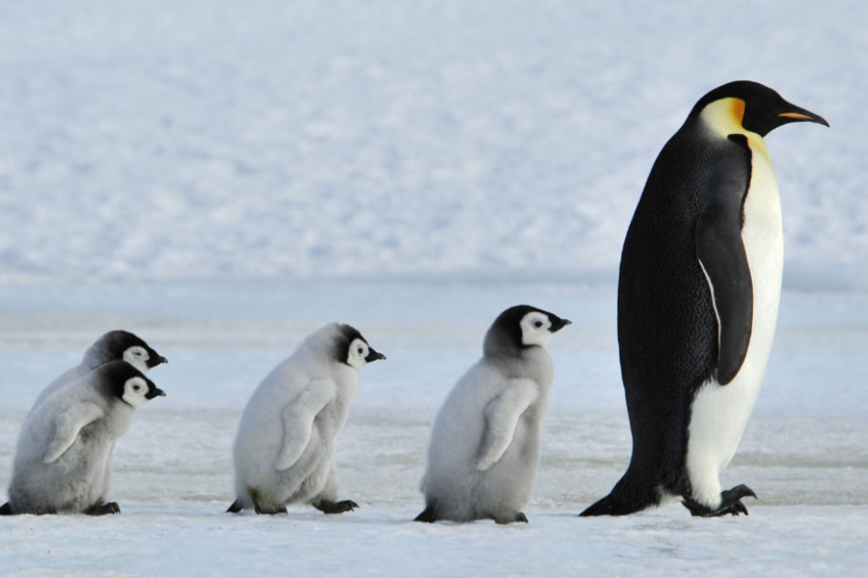 Vor Millionen von Jahren watschelten die Pinguin-Riesen über die Erde (Symbolfoto).