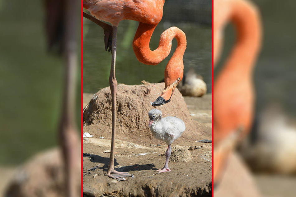 Hallo Kleiner! Dieses Flamingo-Küken kam im Tierpark Limbach-Oberfrohna zur Welt.