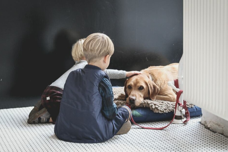 Nicht jeder Hund eignet sich zum Familienhund.