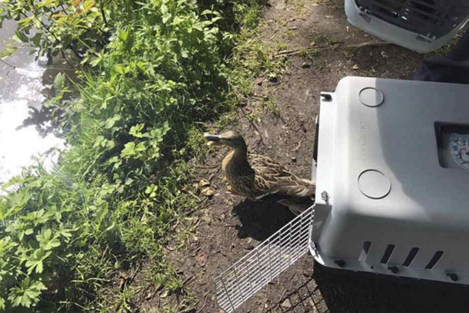 In Transportboxen brachte die Feuerwehr die Enten zu einem Teich.