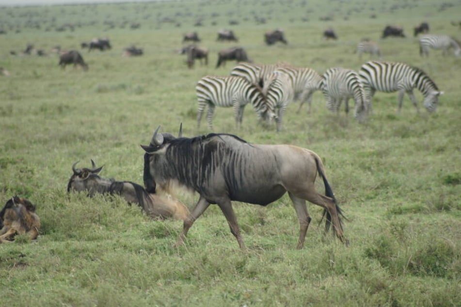 Gnus sind eine Gattung der afrikanischen Antilope (Symbolbild)
