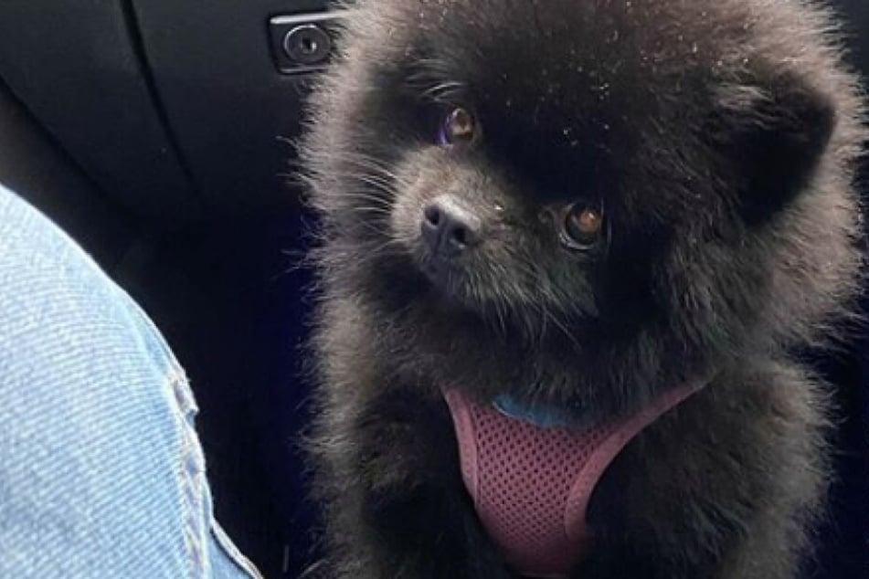 Zula, ein kleiner Pomeranian.