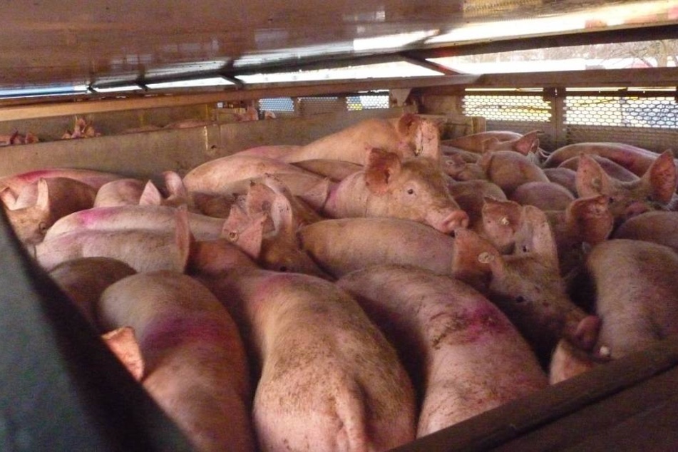 Die Schweine hatten nicht mal Wasser.