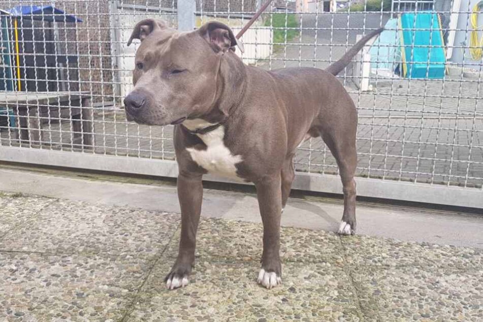 Der ausgesetzte Pitbull befindet sich nun zunächst in der Obhut des Tierheims.
