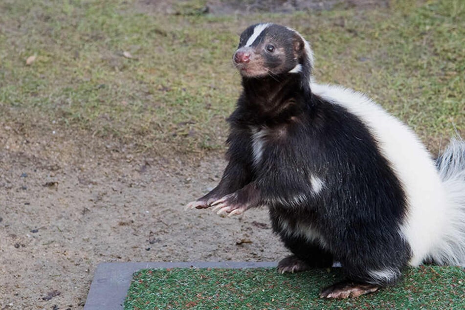 Das Stinktier-Pärchen hatte gegen die drei Waschbären keine Chance. (Symbolbild)