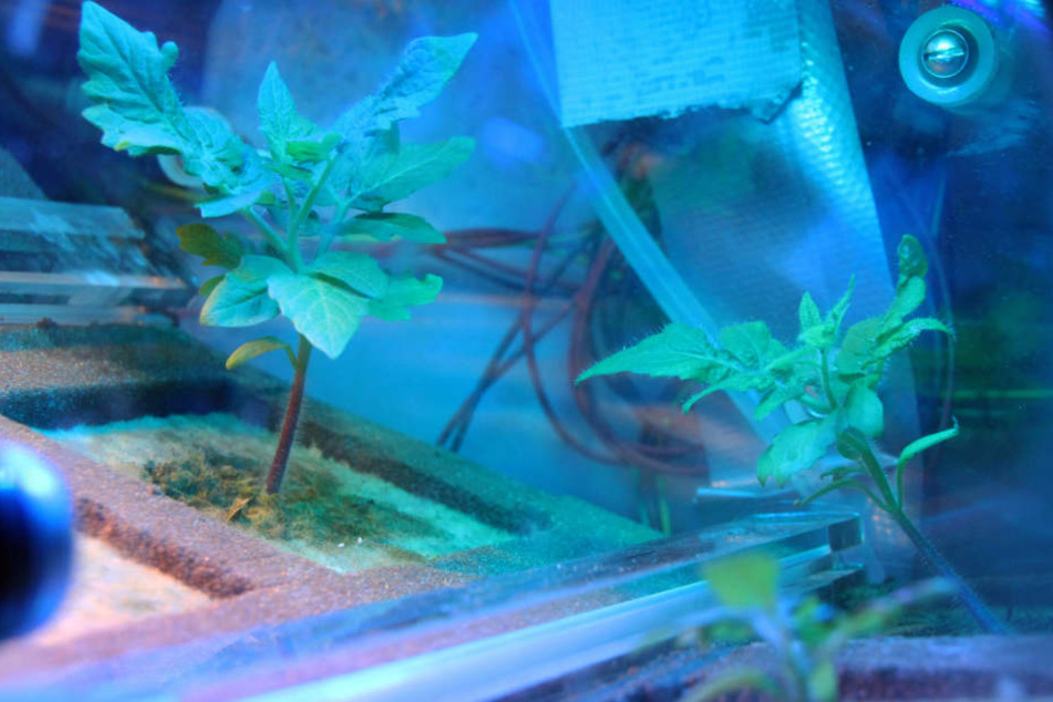 Tomaten wachsen unter blauem Licht in einem Experiment des DLR.