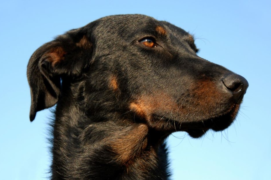 Der Polizei blieb nach eigenen Angaben nichts anderes übrig, als den entlaufenden Hund zu töten. (Sybolbild)
