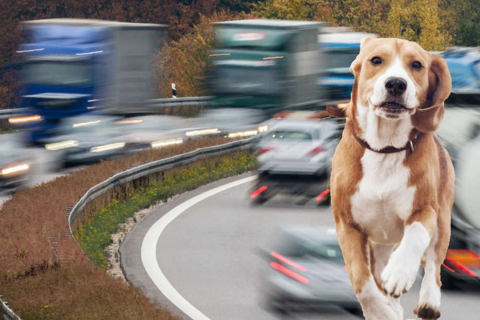 Sein Jagdtrieb wurde einem Hund an der Autobahn zum Verhängnis.