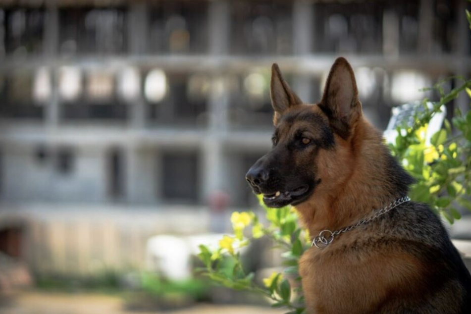 Der Besuch einer Hundeschule ist wichtig. Denn Hund und Halter brauchen klare Regeln.