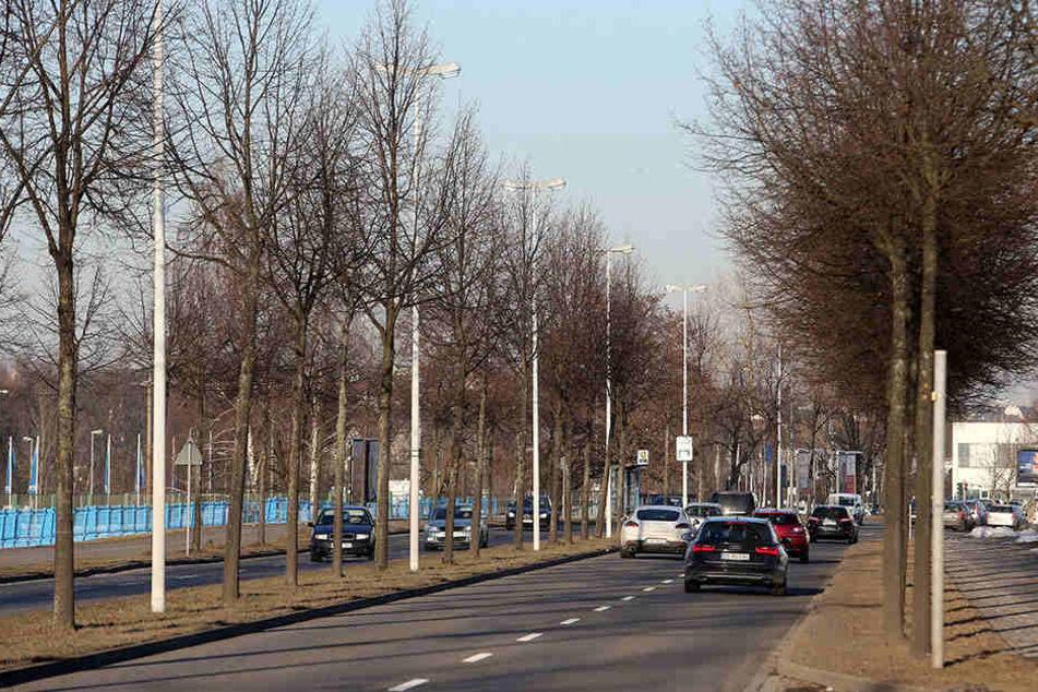 Alleen wie in der Neefestraße sollen in Chemnitz demnächst häufiger gepflanzt werden.