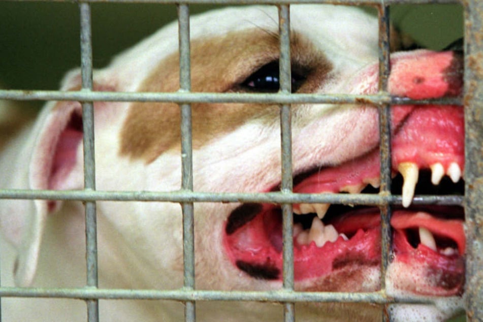Auch im Tierheim verhält dich der Hund hochaggressiv (Symbolfoto).