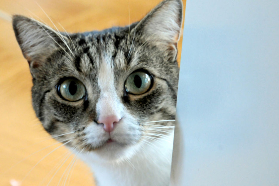 Die Katze öffnete die Wohnungstür mit einem Sprung auf die Klinke.