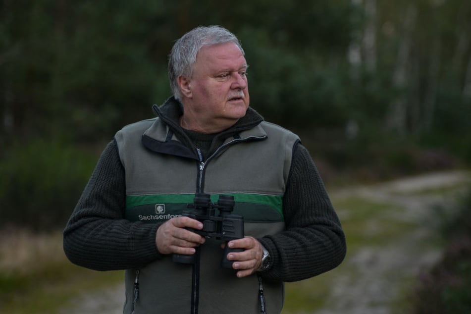 Er kennt seine Platzhirsche: Dirk Synatzschke (60) ist Mitarbeiter für Gebietsentwicklung in der Naturschutzgebietsverwaltung der Königsbrücker Heide im Sachsenforst.