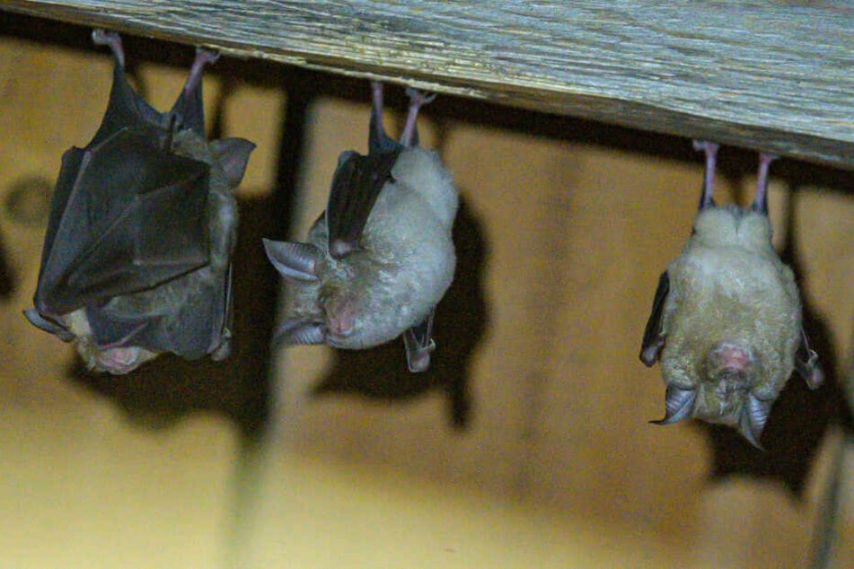 Hufeisennasen-Fledermäuse hängen an der Decke in einem Stadel am Fledermaushaus in Hohenburg.
