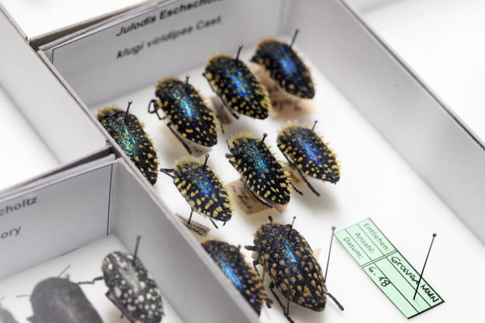 Präparierte behaarte Prachtkäfer, die mit einer Nadel aufgespießt sind, stecken in einem Insektenkasten der Zoologischen Staatssammlung in München.