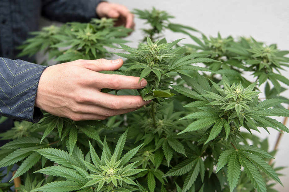 Mit diesem Fund haben die Polizisten nicht gerechnet: Statt auf Waffen stießen sie bei der Durchsuchung auf kiloweise Cannabis.