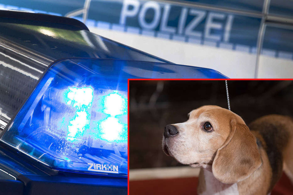Bei dem Hund vom Zeugen könnte es sich um einen Beagle gehandelt haben. (Symbolbild)