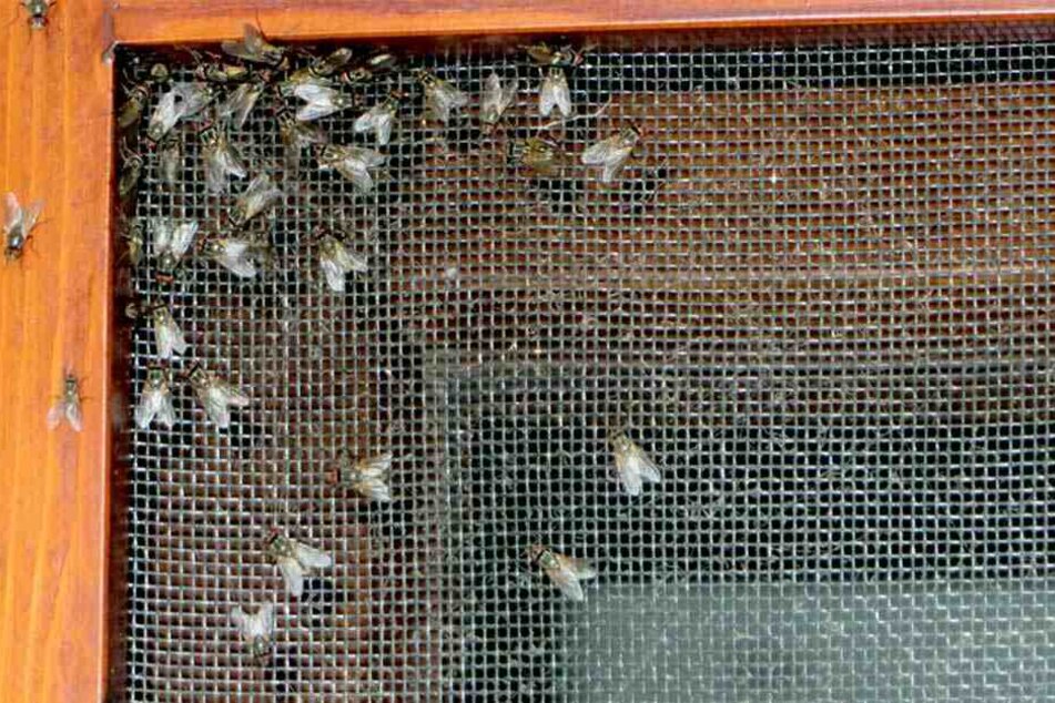 Trotz Fliegengitter gelangen die nervenden Biester ins Innere von Wohnungen und Betrieben.