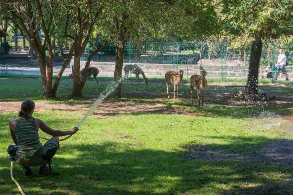 Bei dieser Hitze schwitzen auch die Vikunjas. Sie bekommen eine Extra-Dusche
im Zoo.