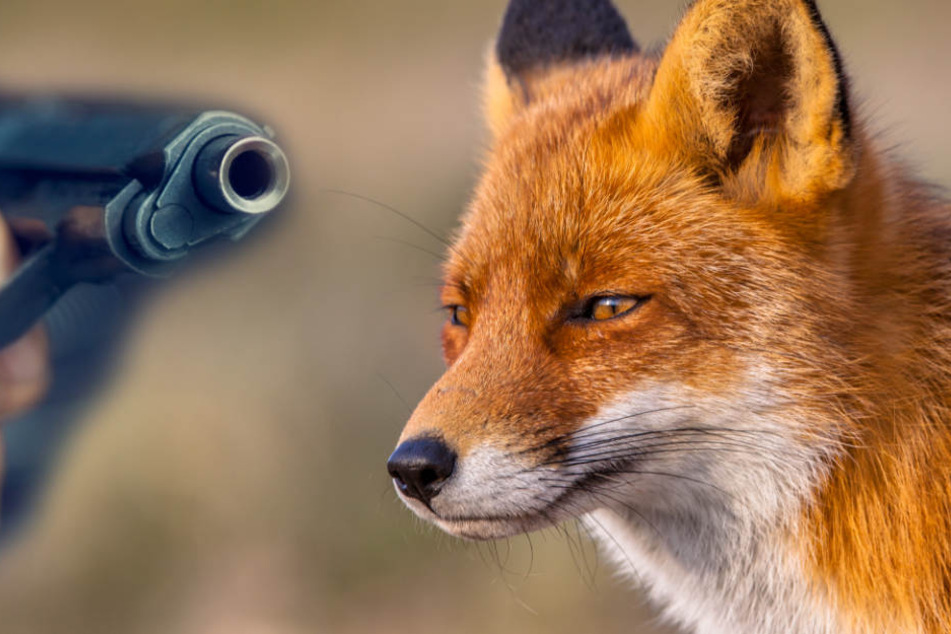 Ein Anwohner hatte mehrfach auf einen Fuchs geschossen. (Symbolbild)