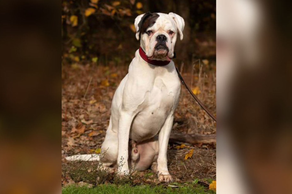 In liebevollen Händen wird Jimmy vielleicht wieder zu dem Hund, der er einmal war.