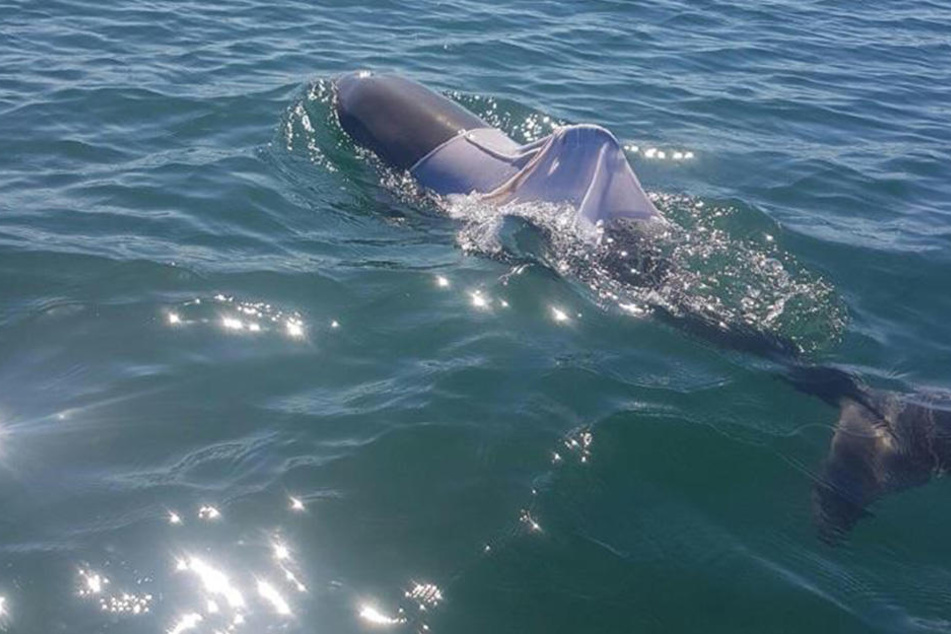 Vor der Westküste Australiens wurde ein Delfin gesichtet, der in einem T-Shirt gefangen ist.