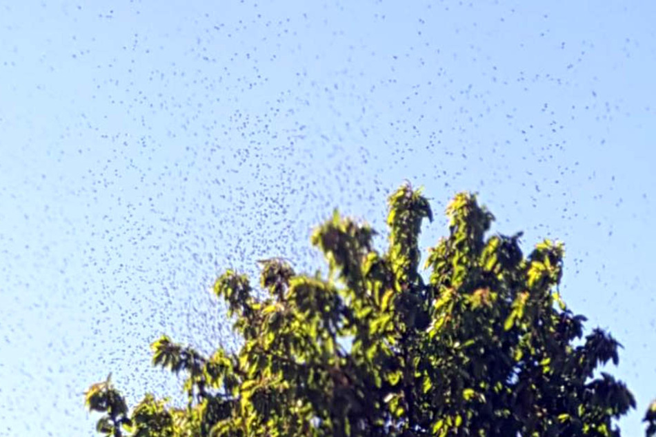 Schon von weitem konnte man den riesigen Bienenschwarm über dem Baum sehen und hören.