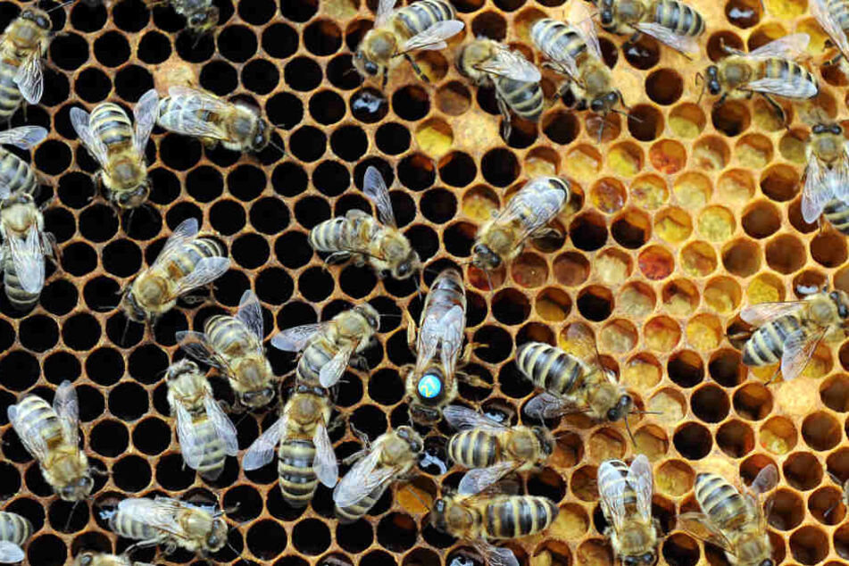 Die Amerikanische Faulbrut befällt die Bienenbrut und tötet sie.