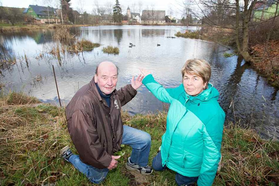 Manfred (74) und Sonja Hunger (71) kennen die Schwanenfamilie vom Timmelteich in Großhartmannsdorf genau.