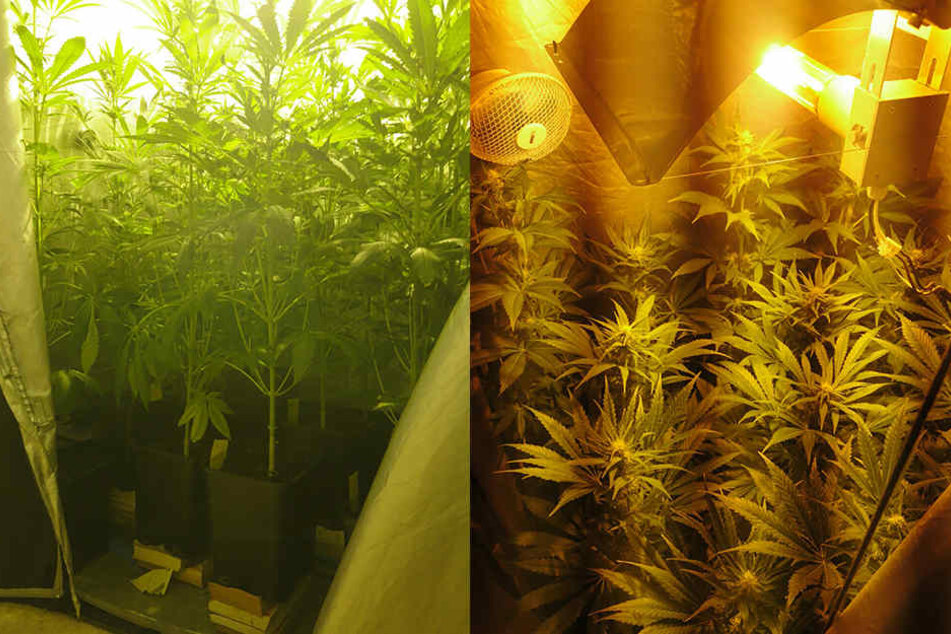 Insgesamt 14 Cannabis-Pflanzen hatte der Mann in der Wohnung.